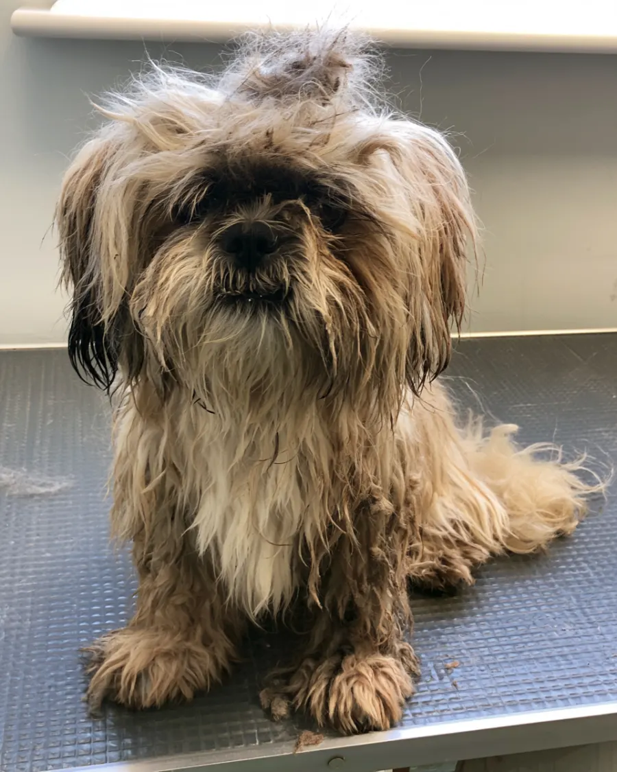 A shaggy, matted shih tzu before grooming